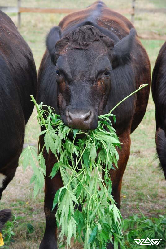 Едят ли коровы коноплю конопля прикольные фото